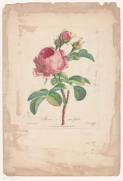 Rose à Cent Feuilles — Botanical Print. poster print