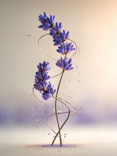 Lavender Floral Art Print. poster print