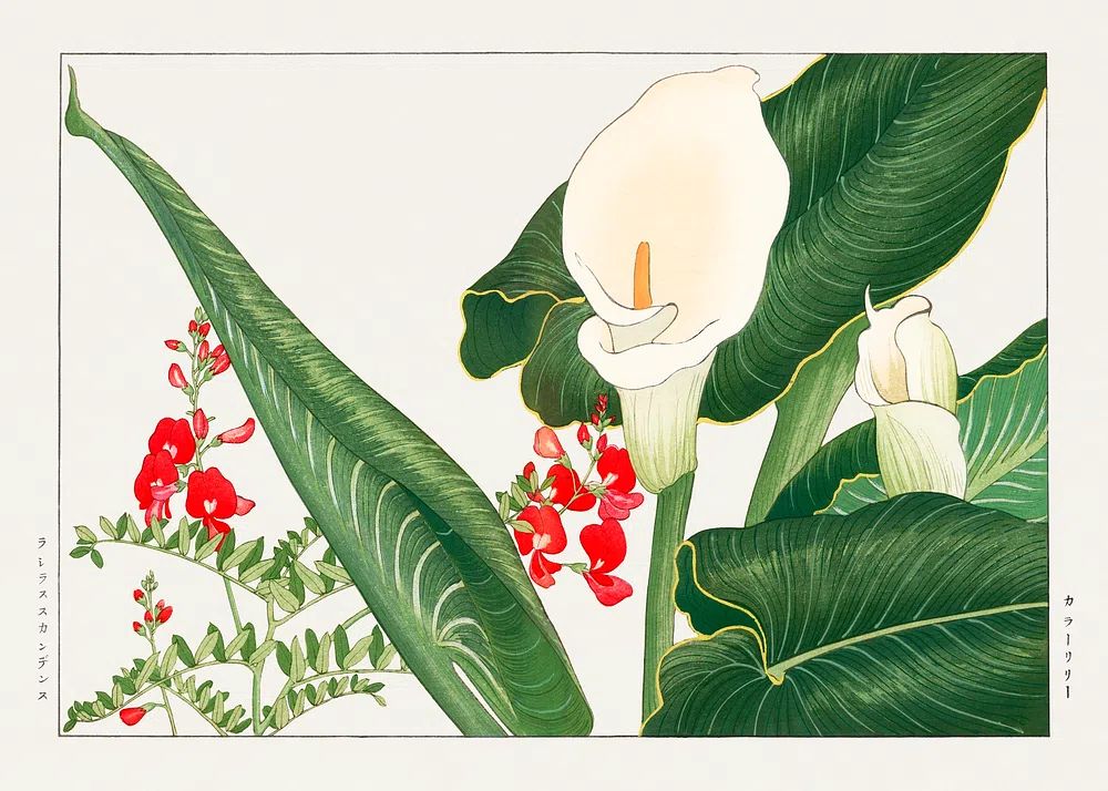Tropical Botanical Illustration Poster. poster detail