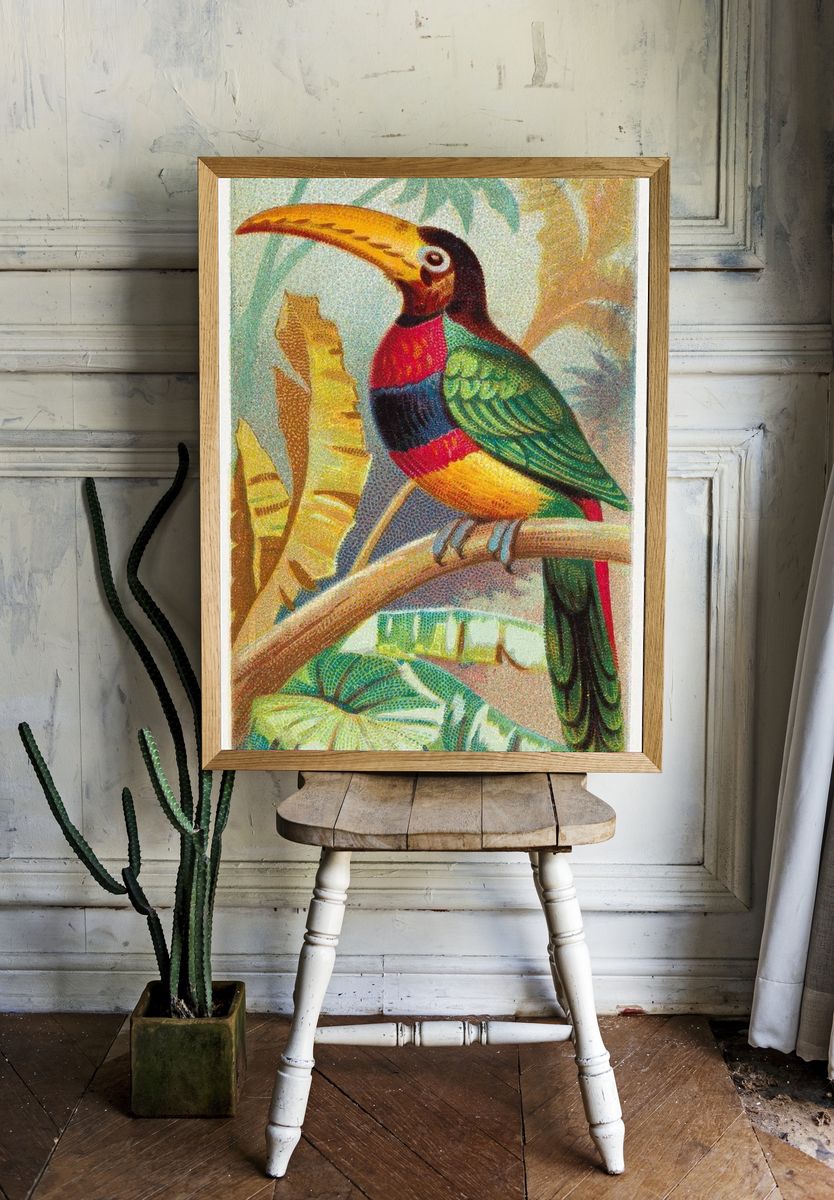 The Banded Araçari Toucan — Vintage Print. — room view 1