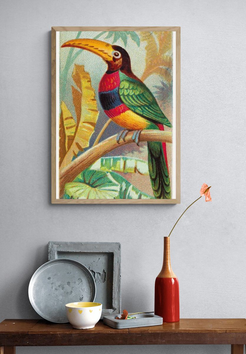 The Banded Araçari Toucan — Vintage Print. — room view 3