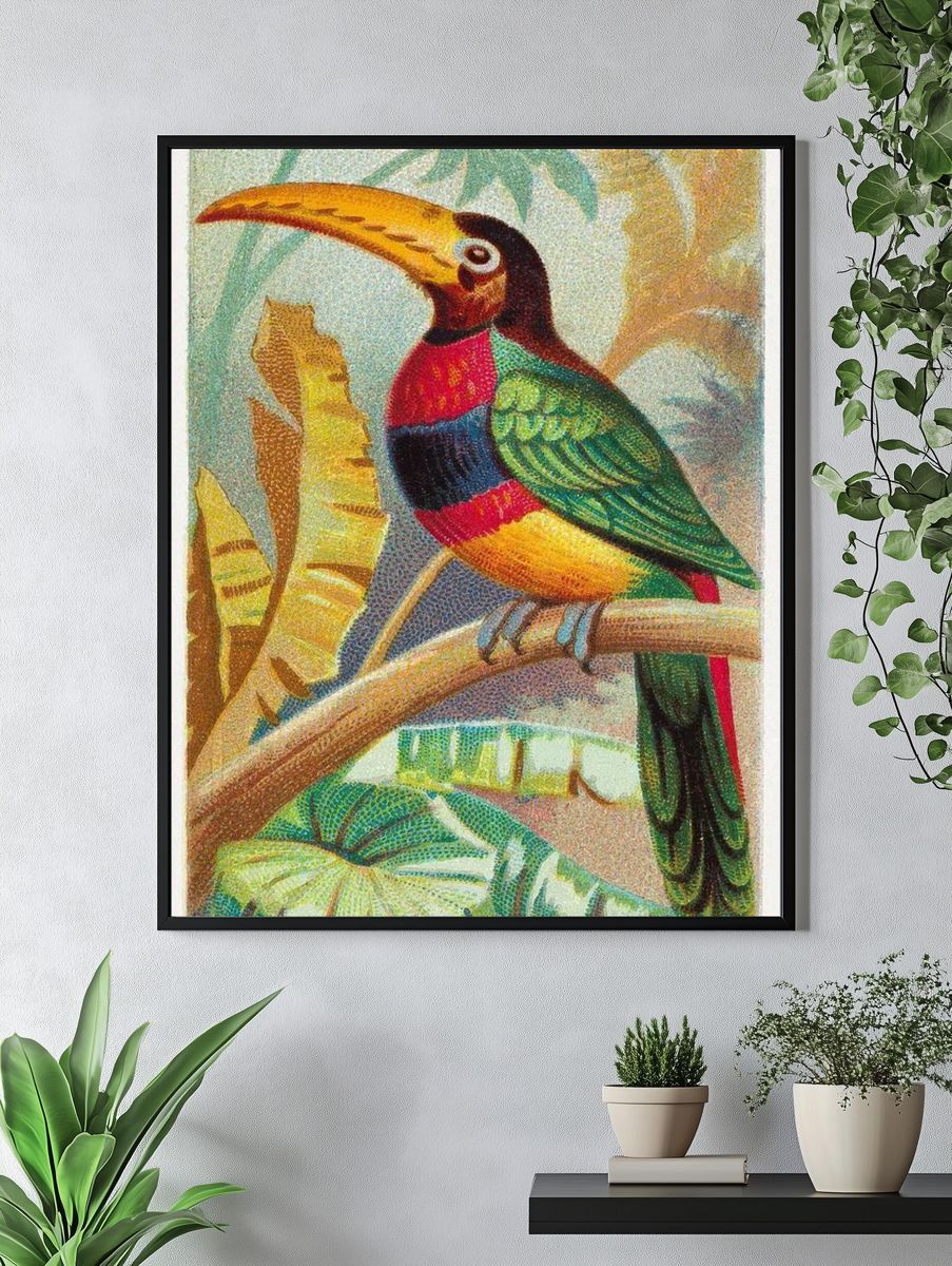 The Banded Araçari Toucan — Vintage Print. — room view 4