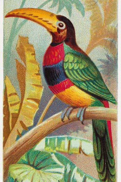 The Banded Araçari Toucan — Vintage Print. poster