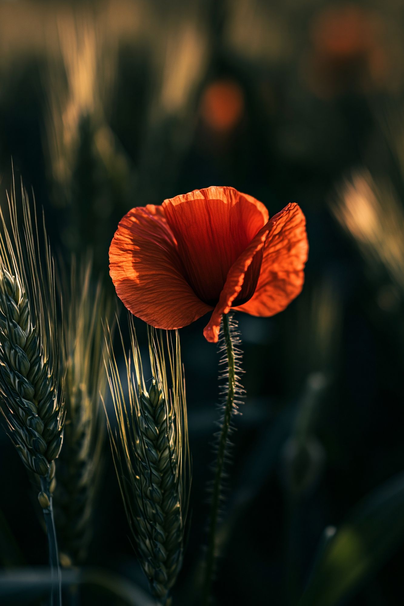 Red Poppy Field Photography Poster. poster detail