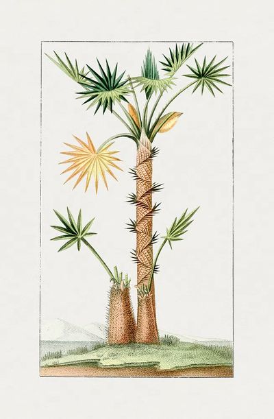 Tropical Palm Tree Botanical Print. poster print