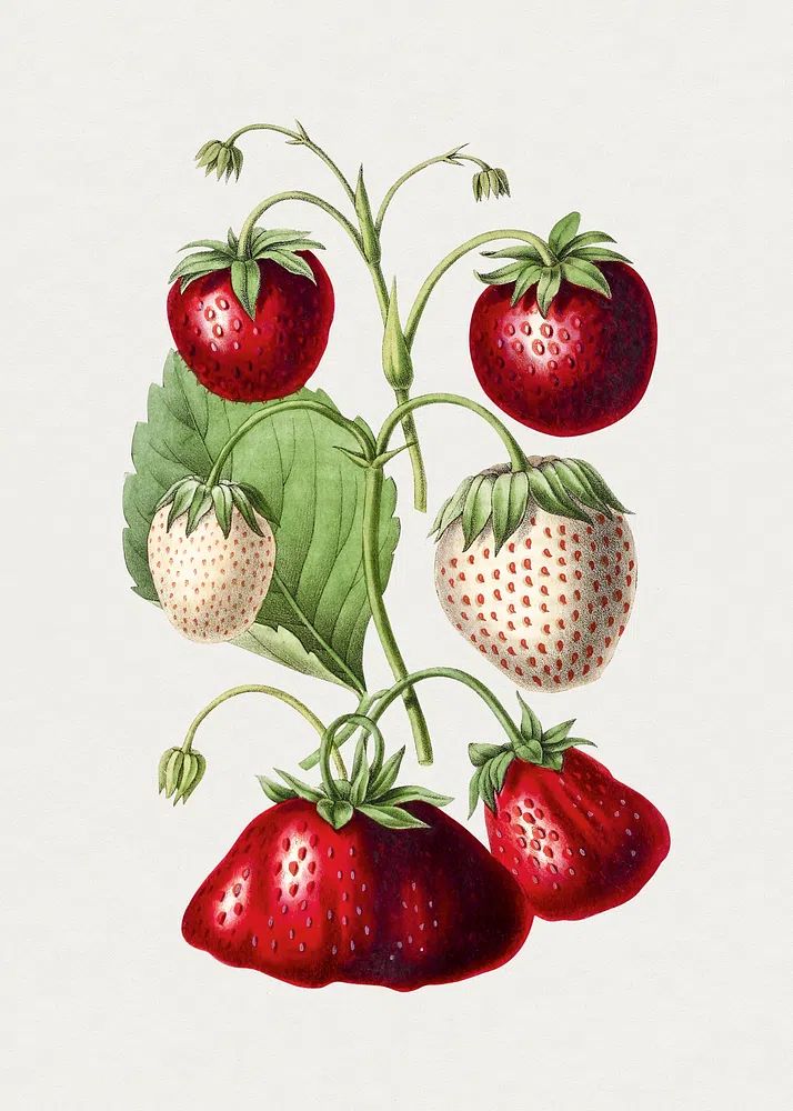 Strawberry Botanical Print. poster detail
