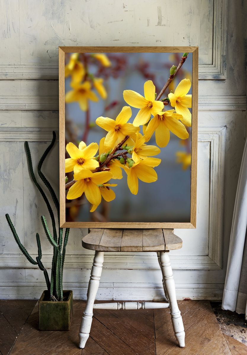 Yellow Forsythia Flowers — Botanical Print. — room view 1