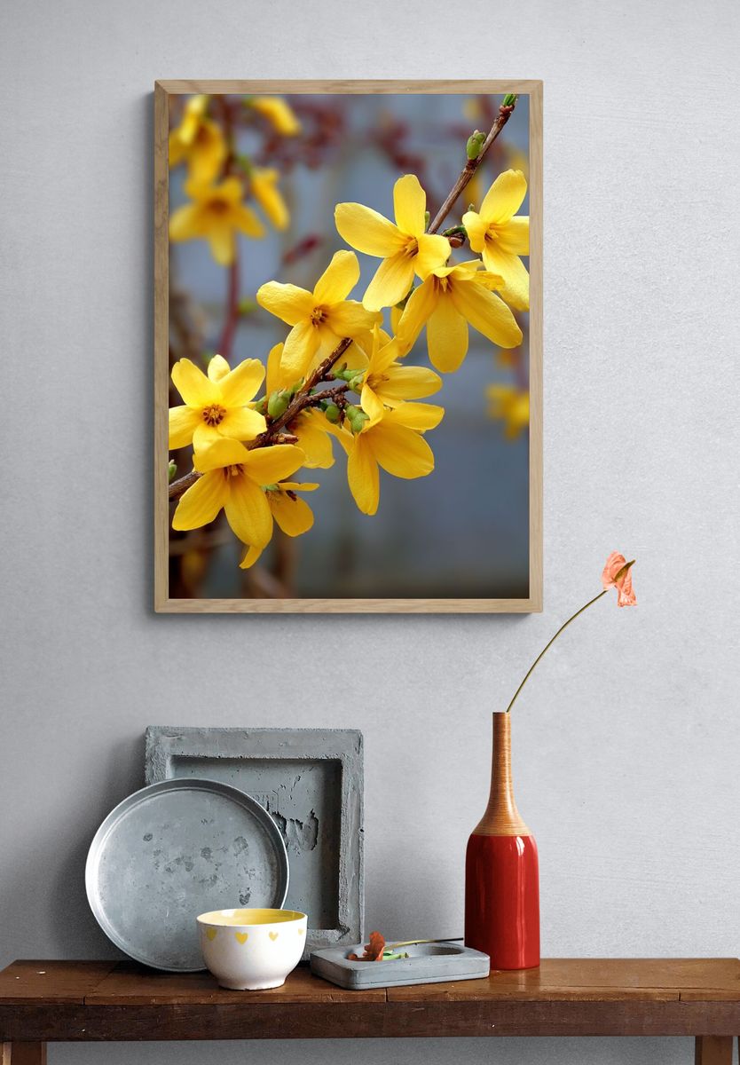 Yellow Forsythia Flowers — Botanical Print. — room view 3