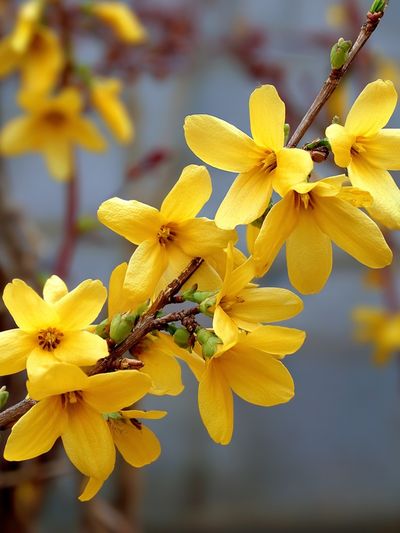 Yellow Forsythia Flowers — Botanical Print. poster print