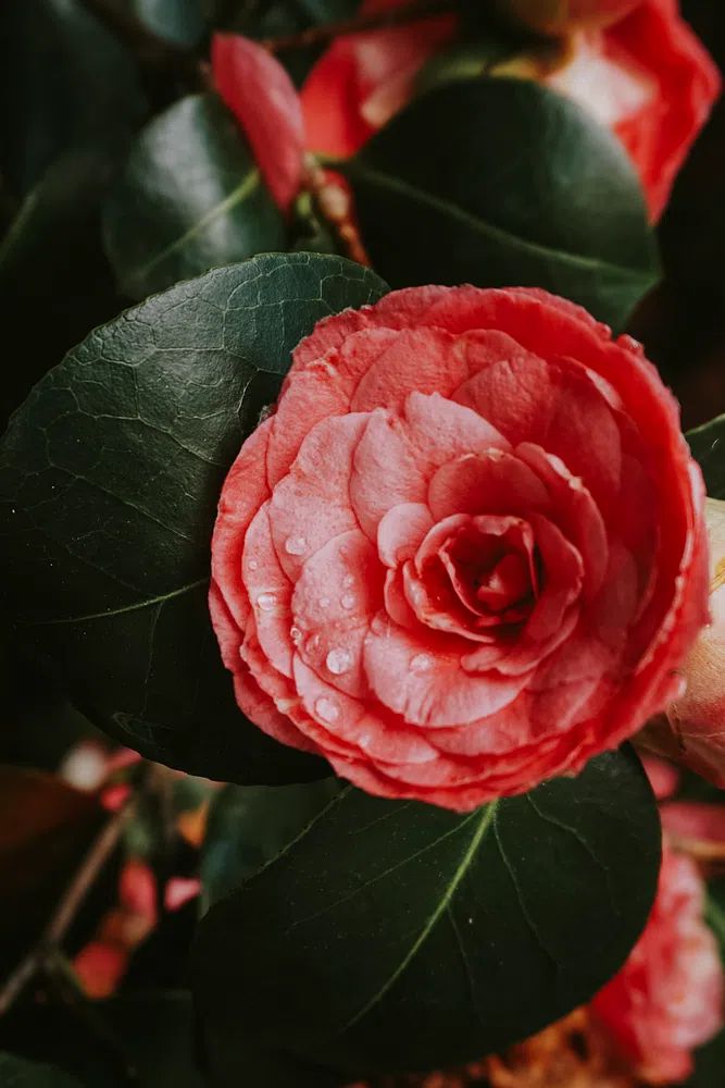 Pink Camellia Flower — Botanical Print. poster detail