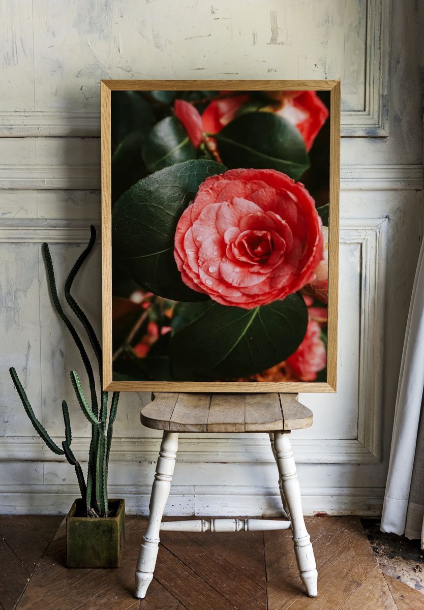 Pink Camellia Flower — Botanical Print. — room view 1