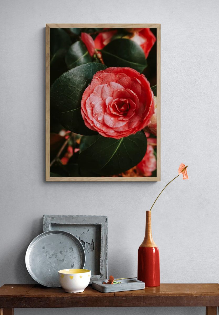 Pink Camellia Flower — Botanical Print. — room view 3
