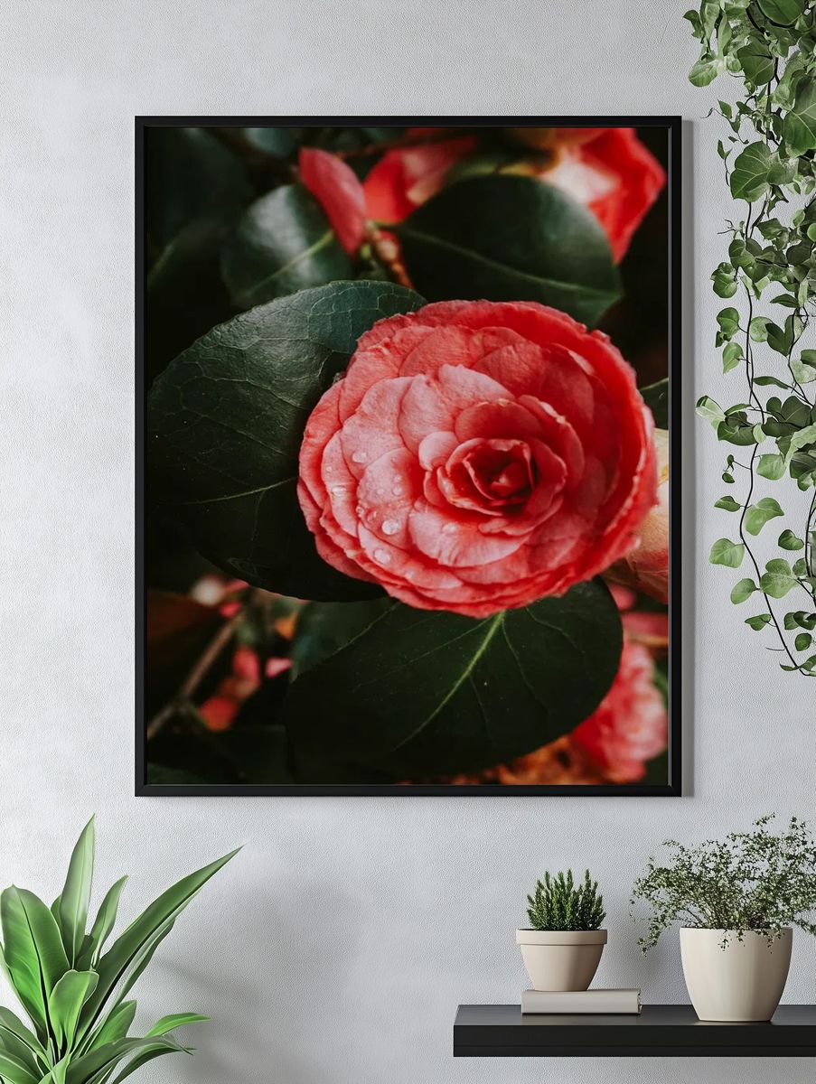 Pink Camellia Flower — Botanical Print. — room view 4