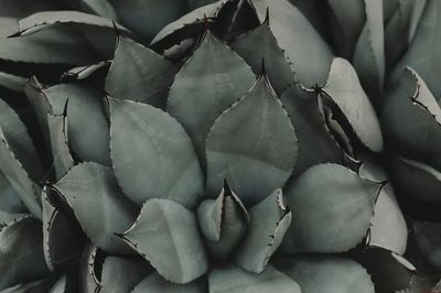 Succulent Leaves — Botanical Print. poster