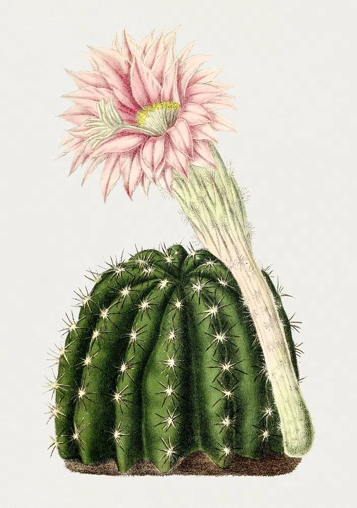 Cactus Flower Botanical Print. poster — botanical art