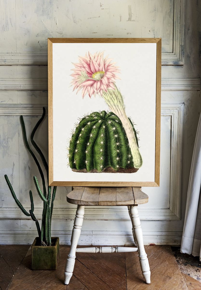 Cactus Flower Botanical Print. — room view 1