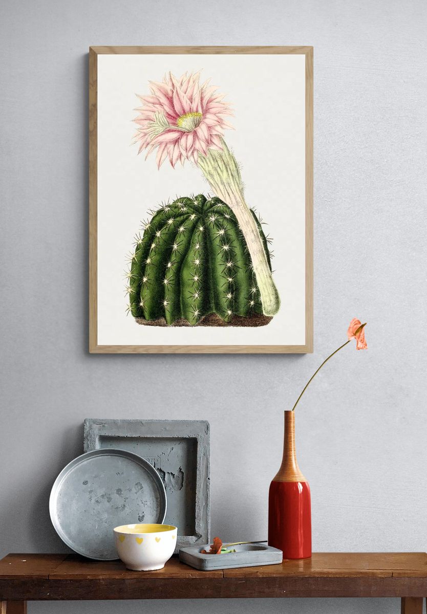 Cactus Flower Botanical Print. — room view 3