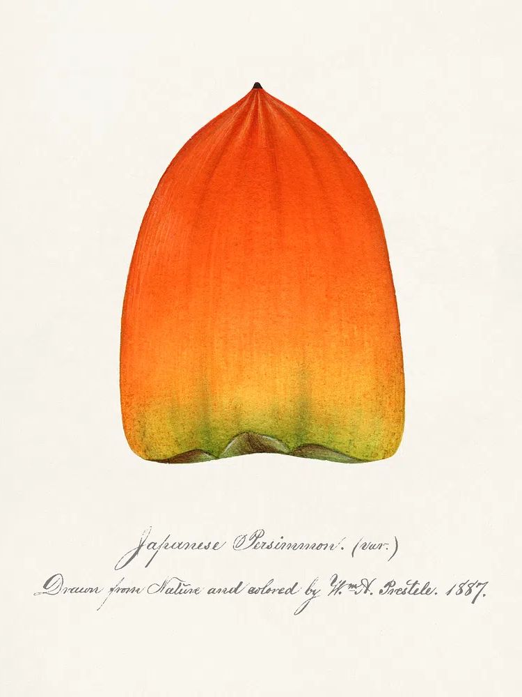Japanese Persimmon Botanical Print. poster detail