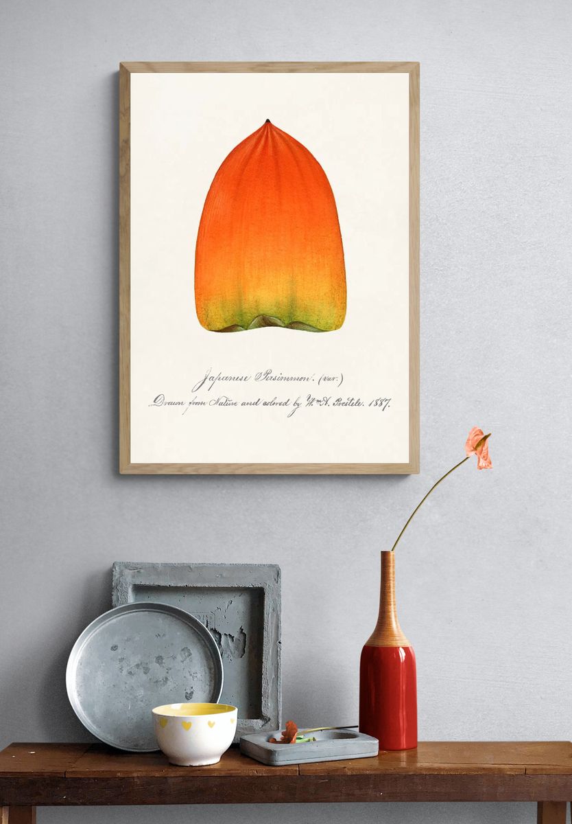 Japanese Persimmon Botanical Print. — room view 3