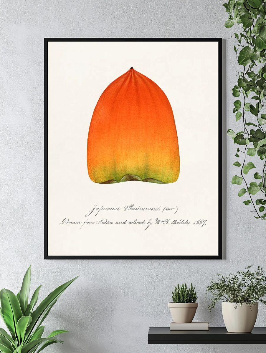 Japanese Persimmon Botanical Print. — room view 4