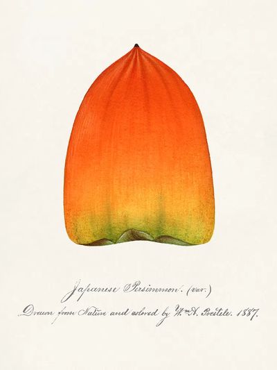 Japanese Persimmon Botanical Print. poster