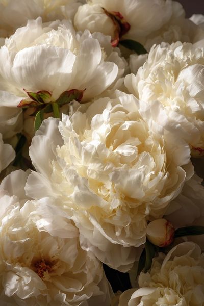 White Peonies — Botanical Print. poster