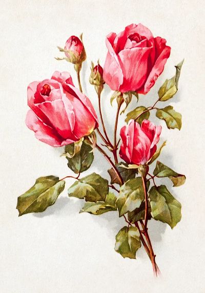 Pink Roses — Vintage Print. poster print