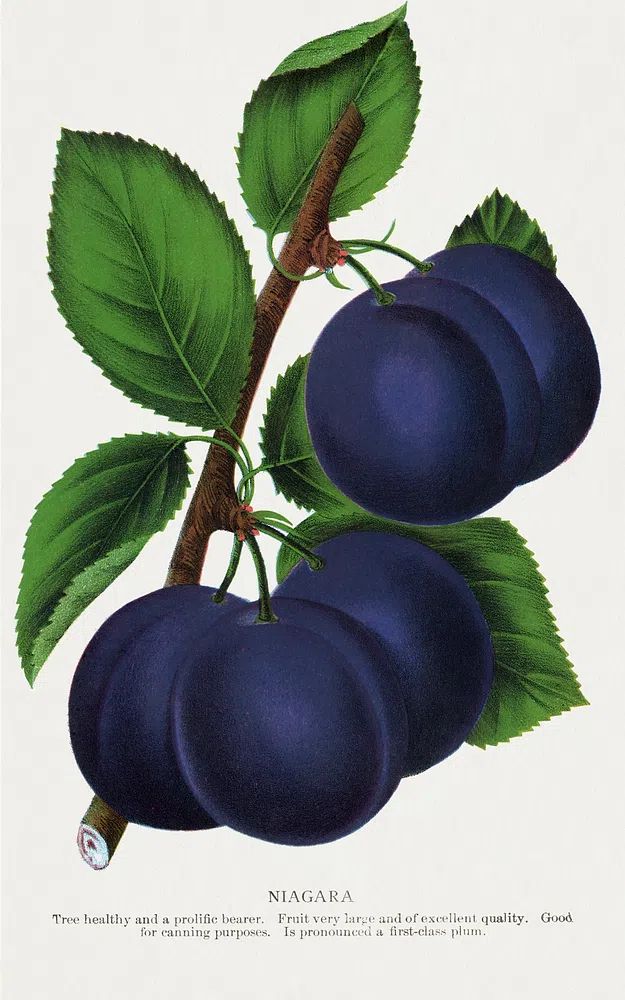 Niagara Plums Botanical Print. poster detail