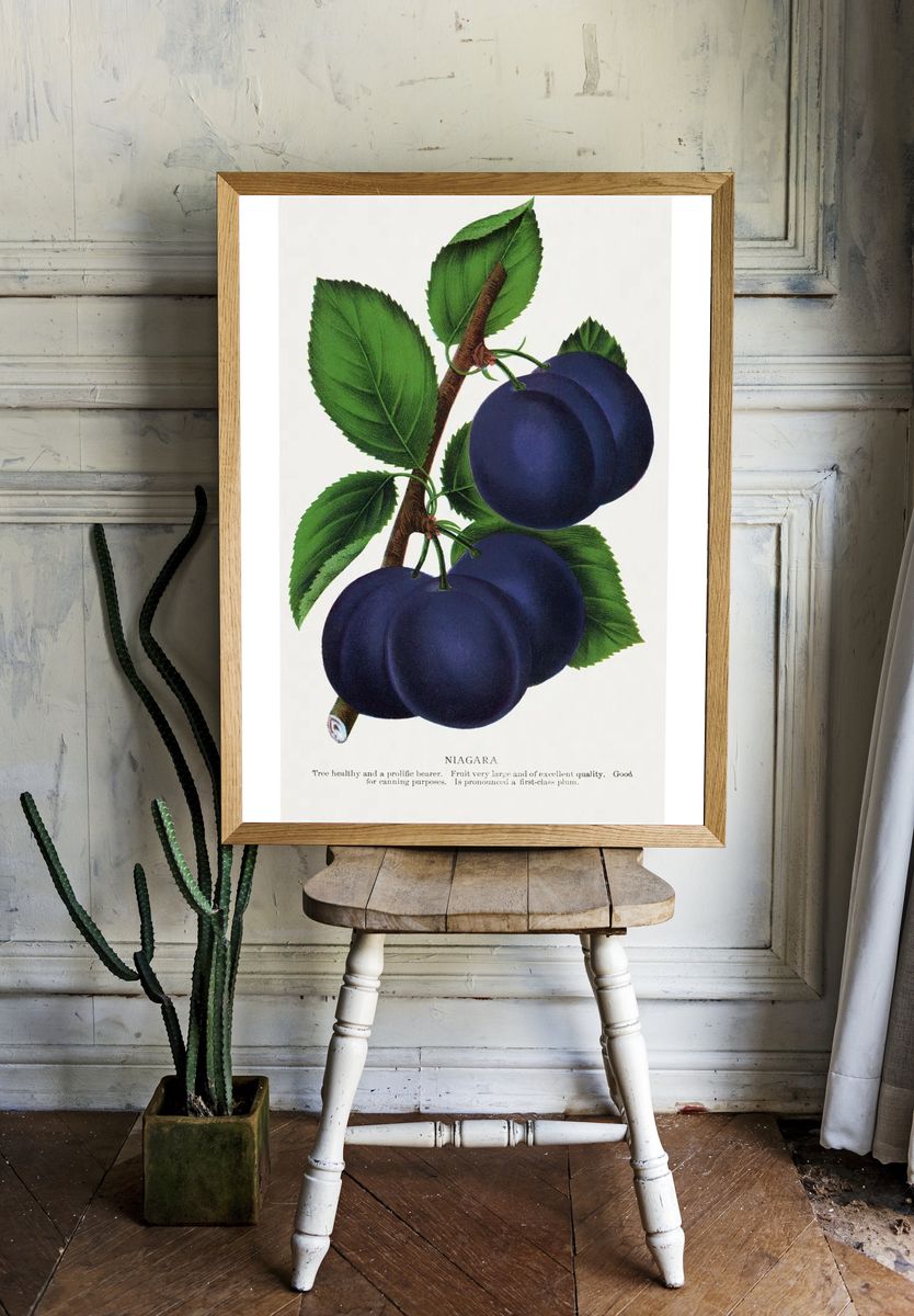 Niagara Plums Botanical Print. — room view 1