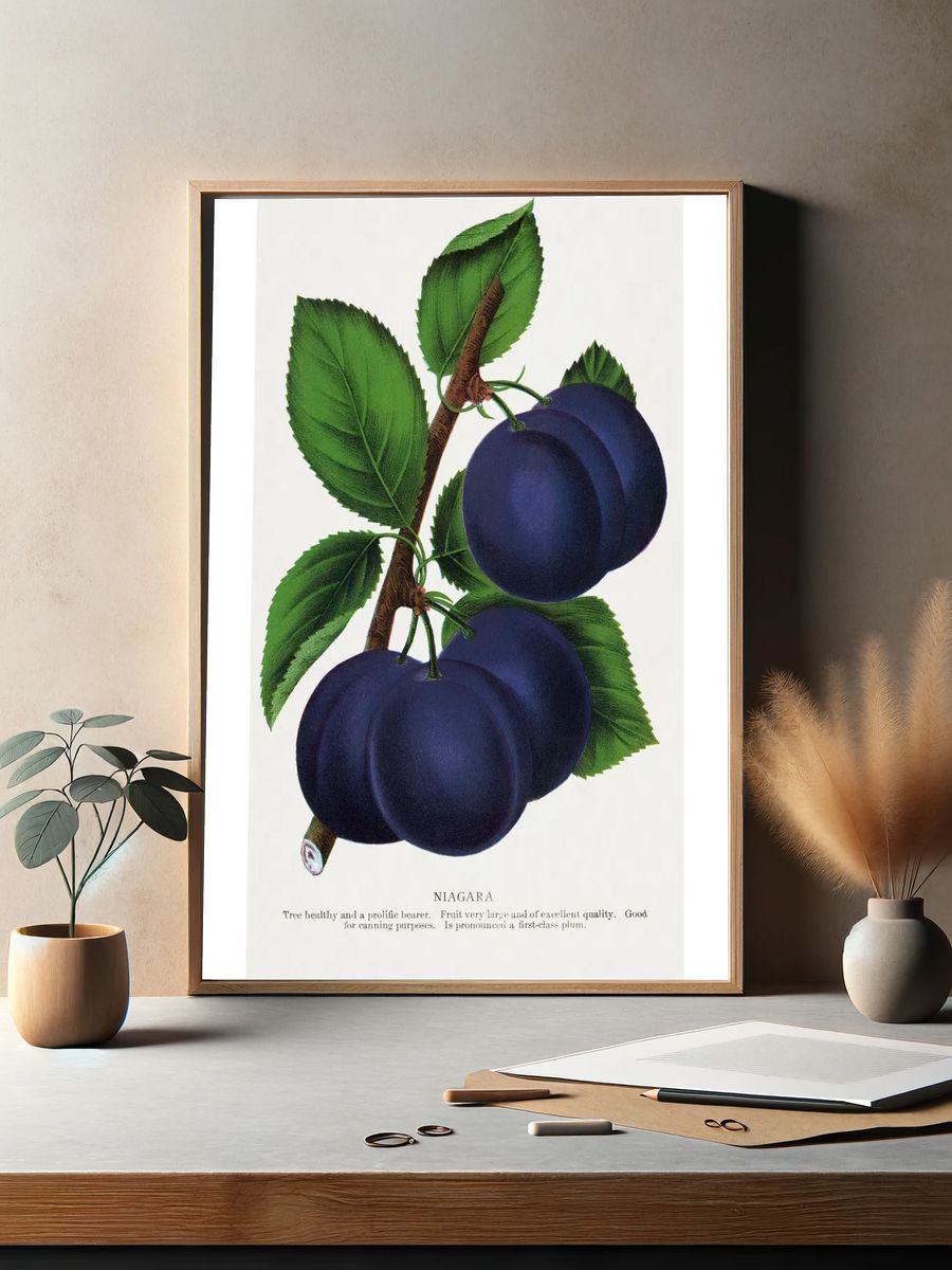 Niagara Plums Botanical Print. — room view 2
