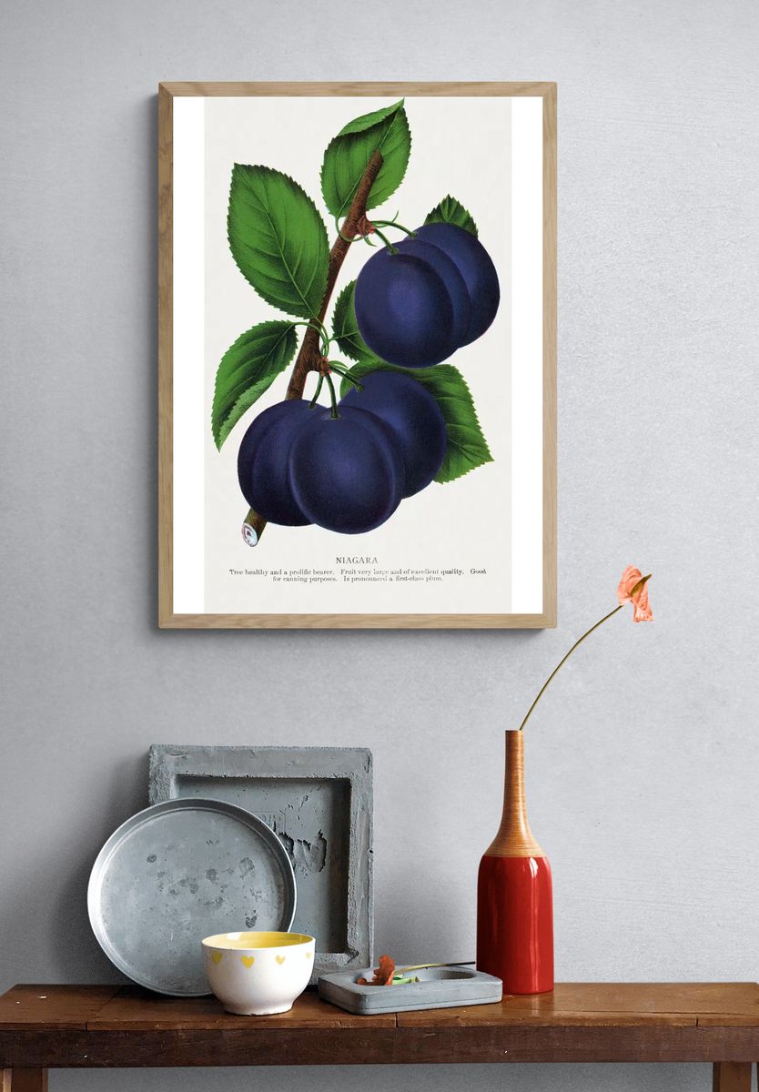 Niagara Plums Botanical Print. — room view 3
