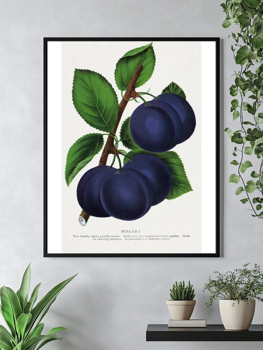 Niagara Plums Botanical Print. — room view 4
