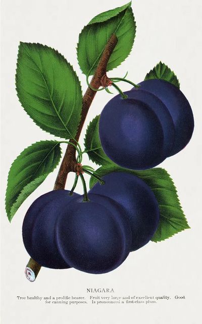 Niagara Plums Botanical Print. poster print