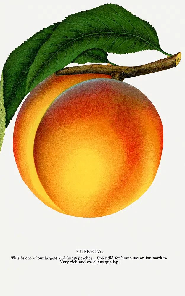 Elberta Peach Botanical Print. poster detail