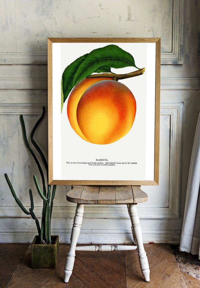 Elberta Peach Botanical Print. — room view 1