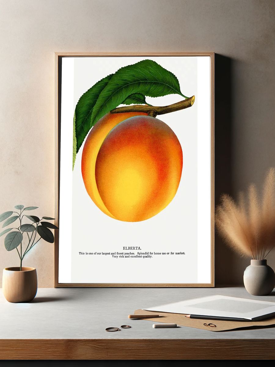 Elberta Peach Botanical Print. — room view 2