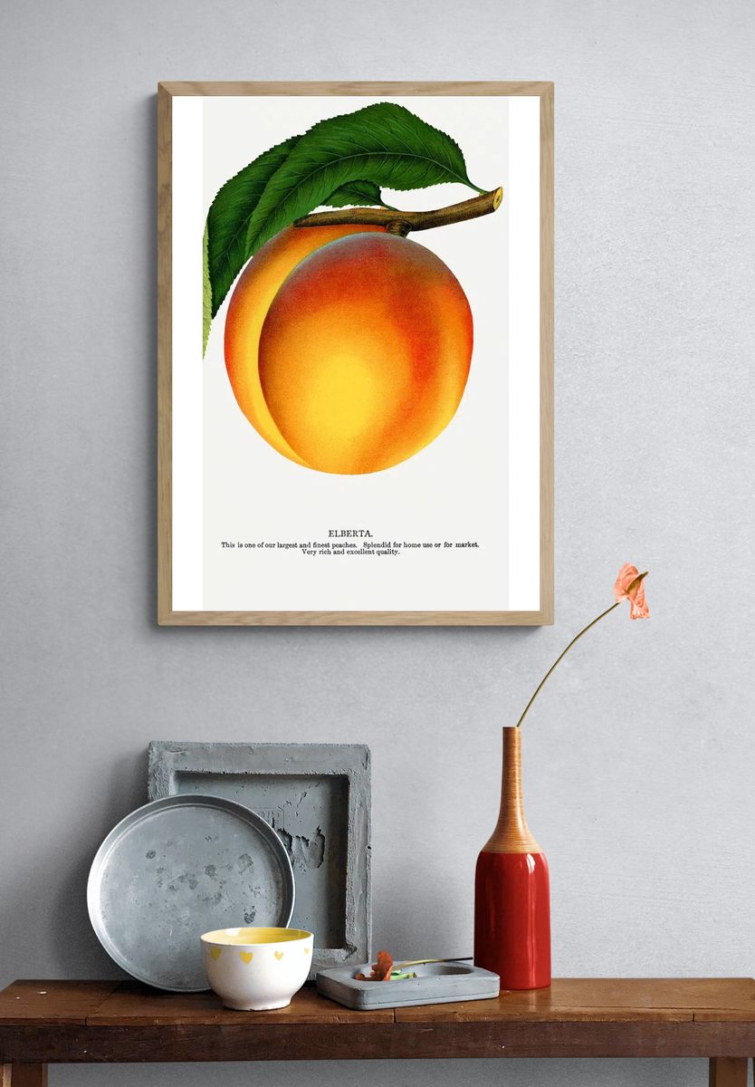 Elberta Peach Botanical Print. — room view 3