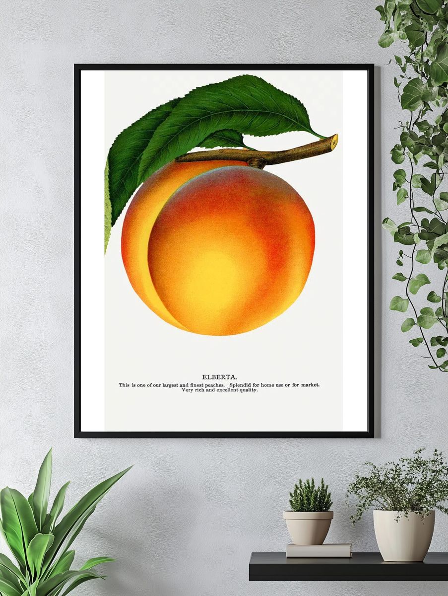 Elberta Peach Botanical Print. — room view 4