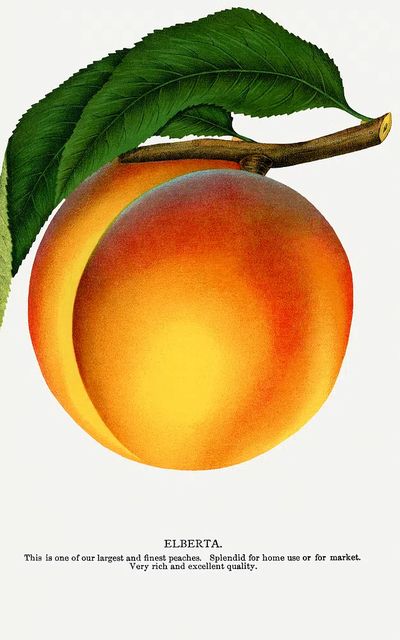 Elberta Peach Botanical Print. poster print