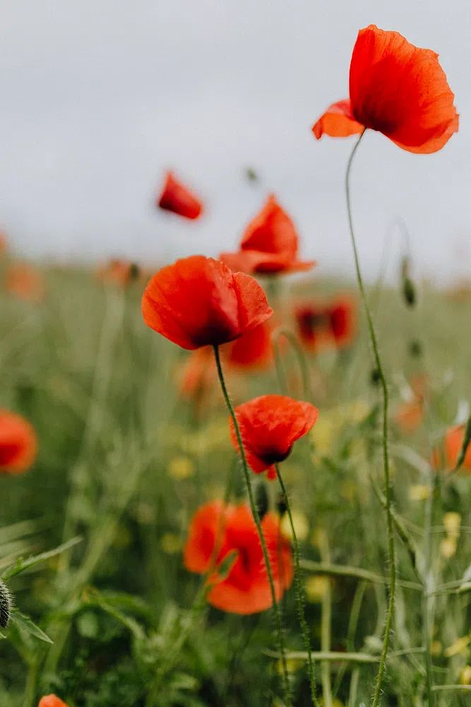 Vibrant Red Poppies — Botanical Print. poster detail