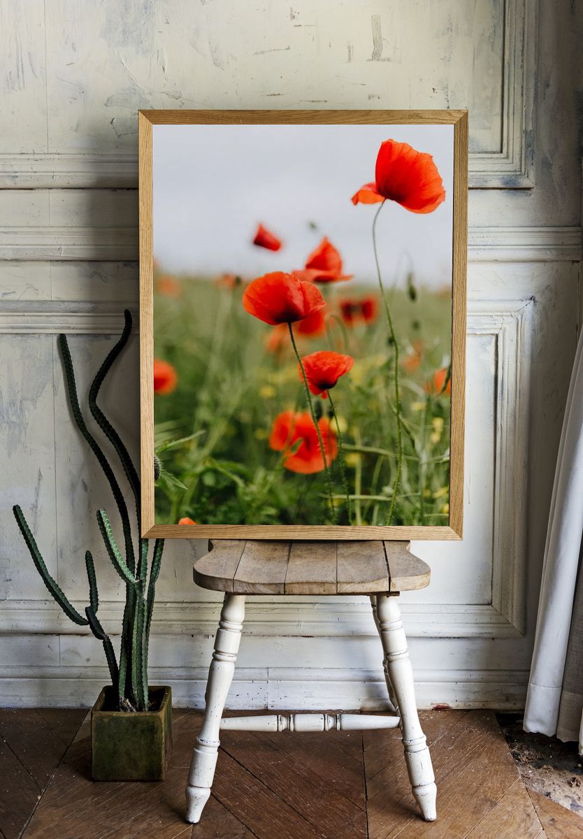 Vibrant Red Poppies — Botanical Print. — room view 1