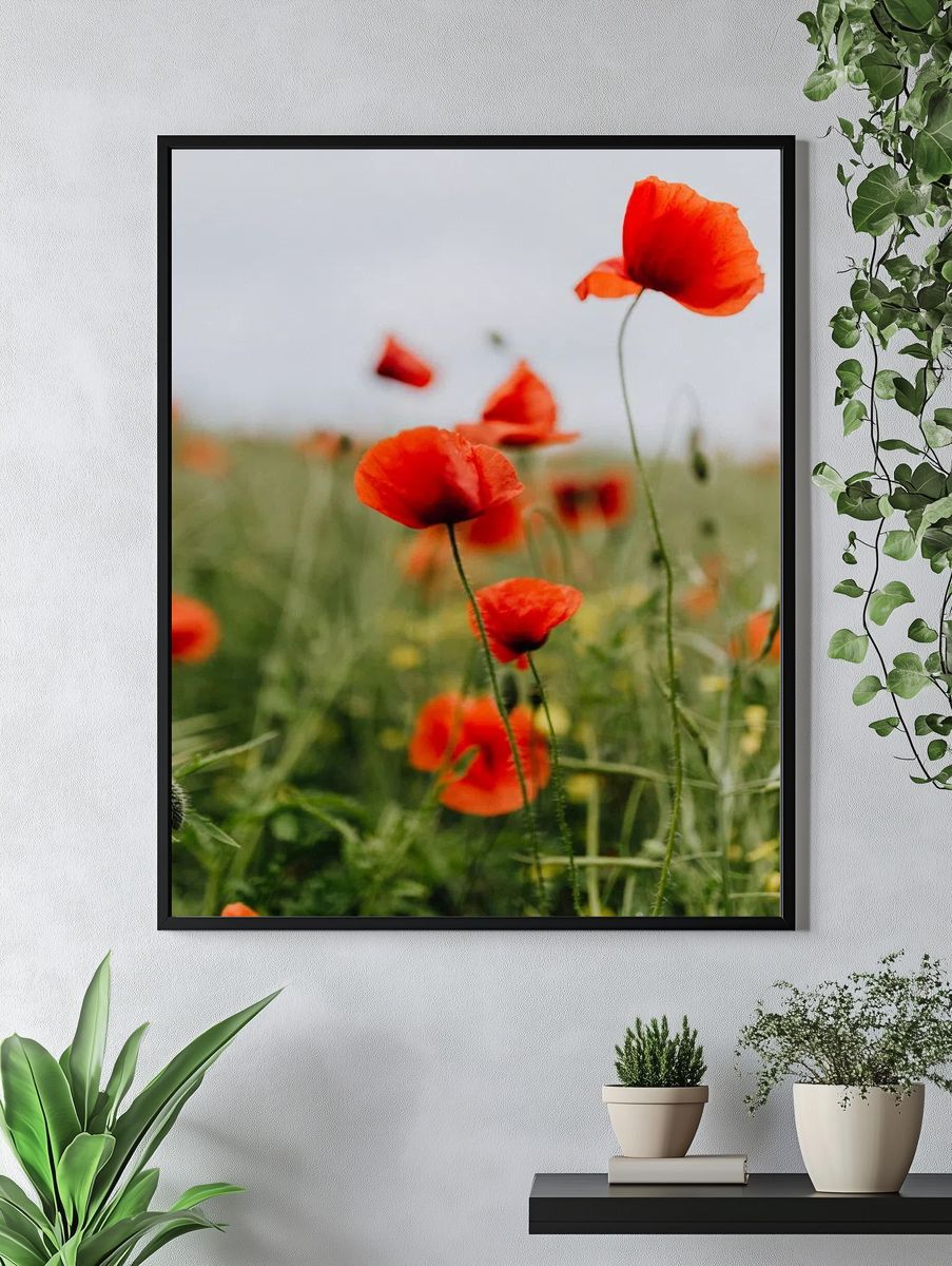 Vibrant Red Poppies — Botanical Print. — room view 4