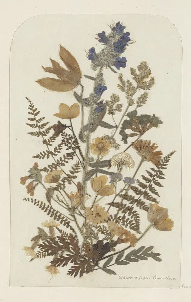 Dried Flowers from Engadine — Botanical Print. poster detail