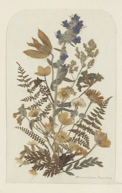 Dried Flowers from Engadine — Botanical Print. poster