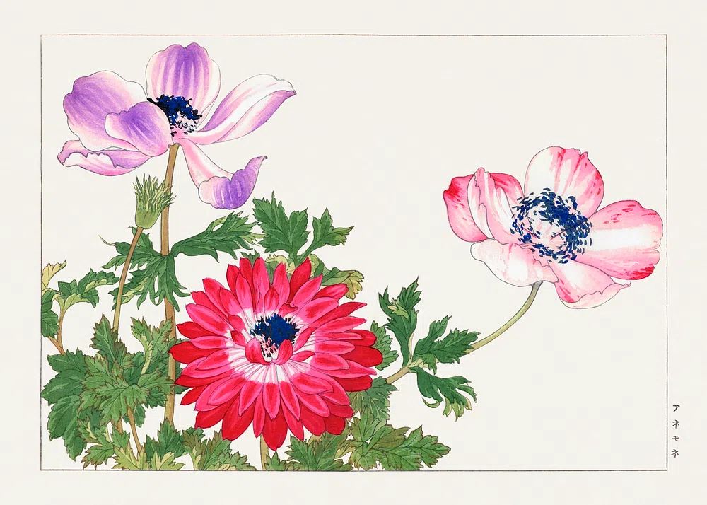 Anemone Flowers — Watercolor Print. poster — botanical art