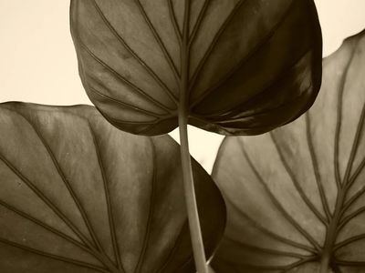 Botanical Leaves — Fine Art Print. poster print
