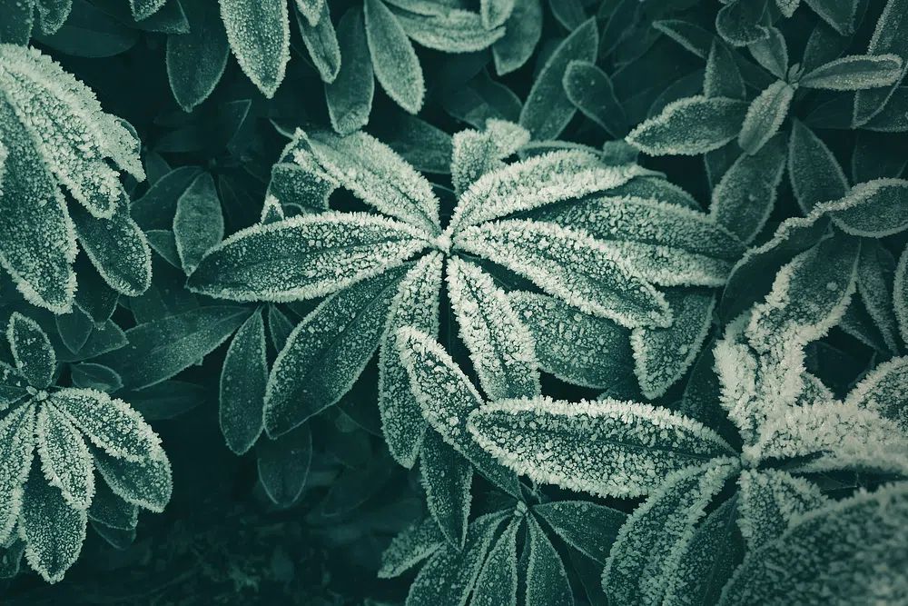 Frosted Leaves — Botanical Print. poster detail