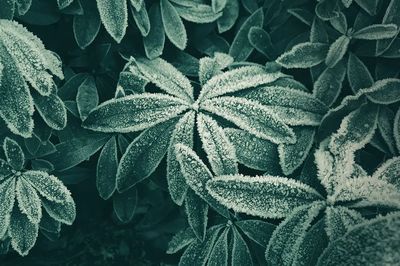 Frosted Leaves — Botanical Print. poster print