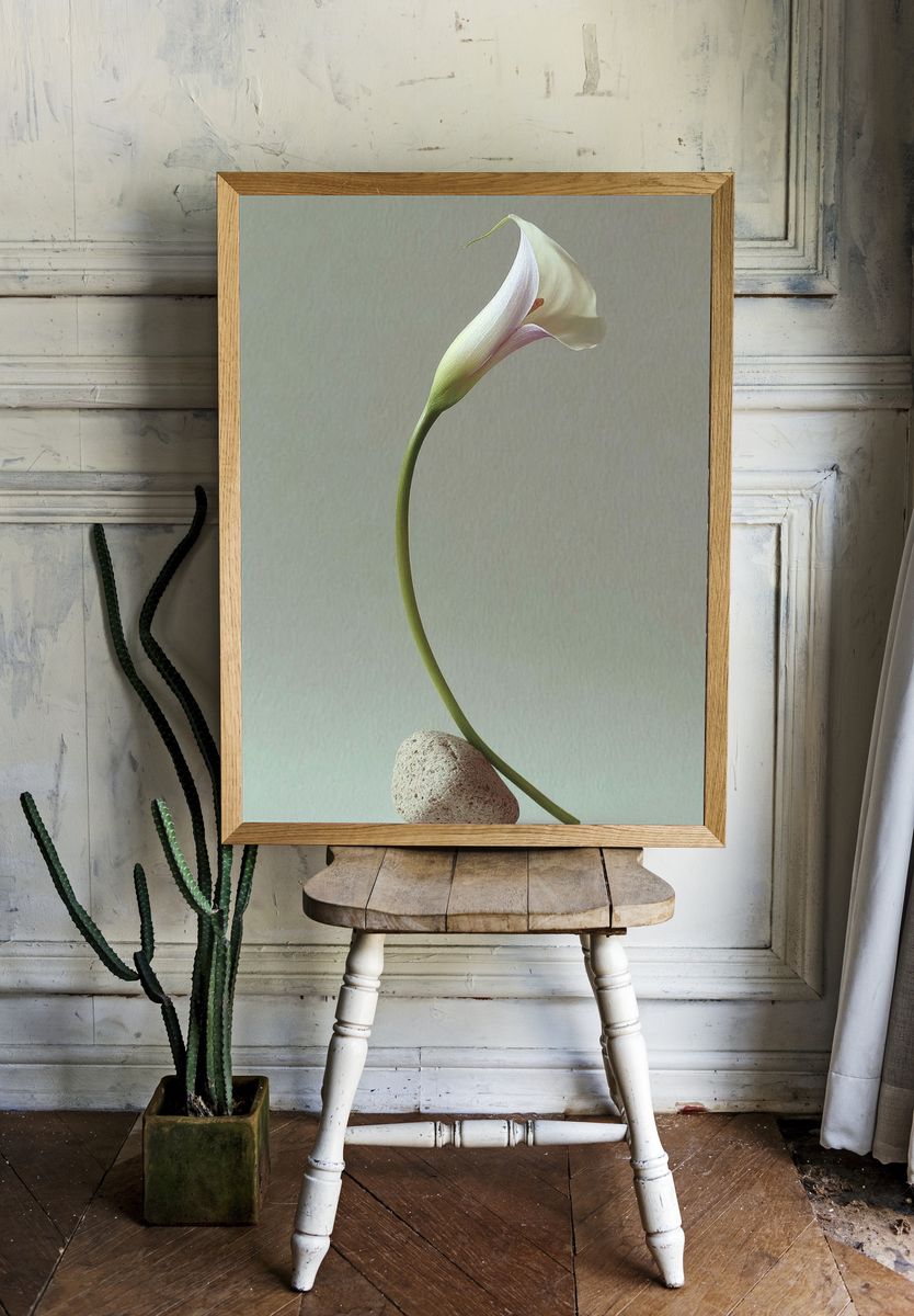 Elegant Calla Lily — Minimalist Print. — room view 1