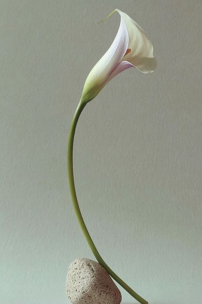 Elegant Calla Lily — Minimalist Print. poster